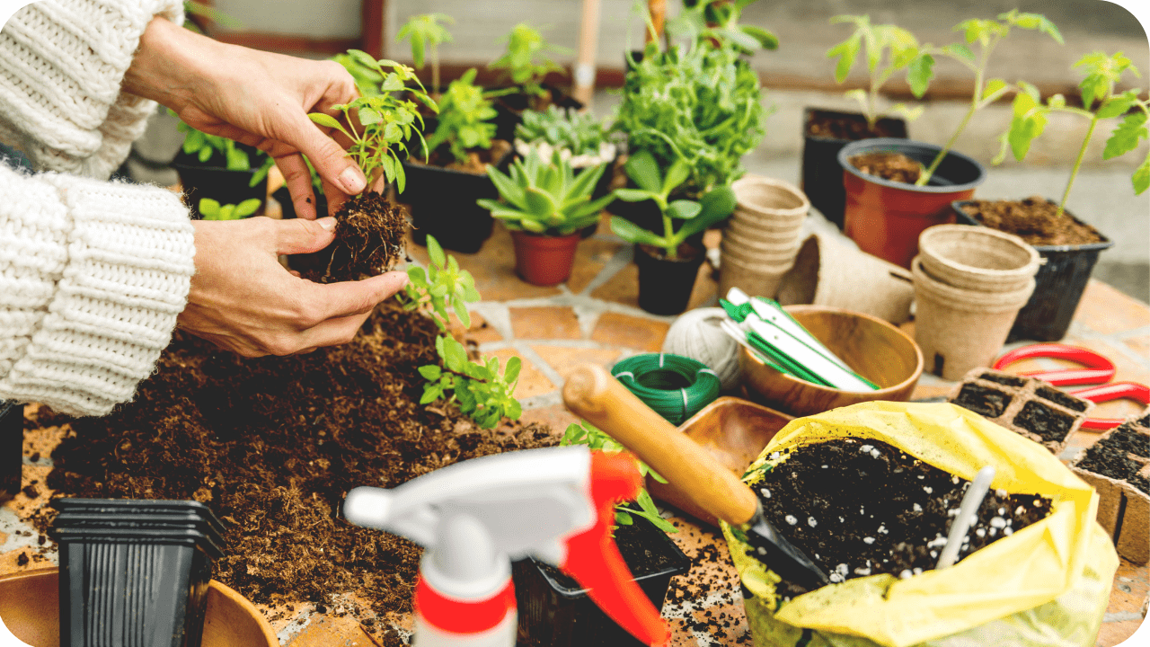 ardim de Ervas em Casa