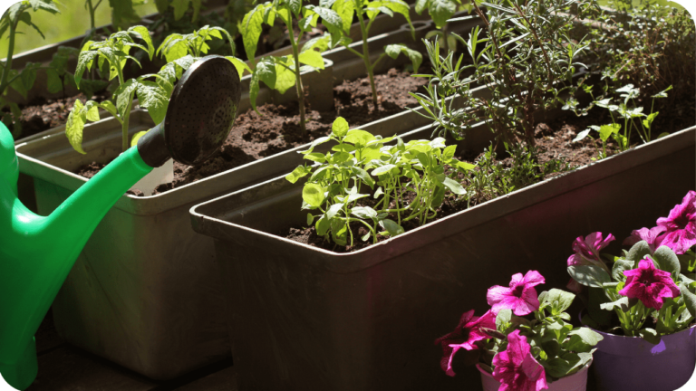 Jardim de Ervas em Casa